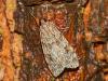 Scoparia sp.